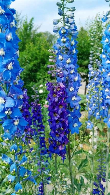 623 75 Avenue Sw, Calgary, AB - Outdoor With View