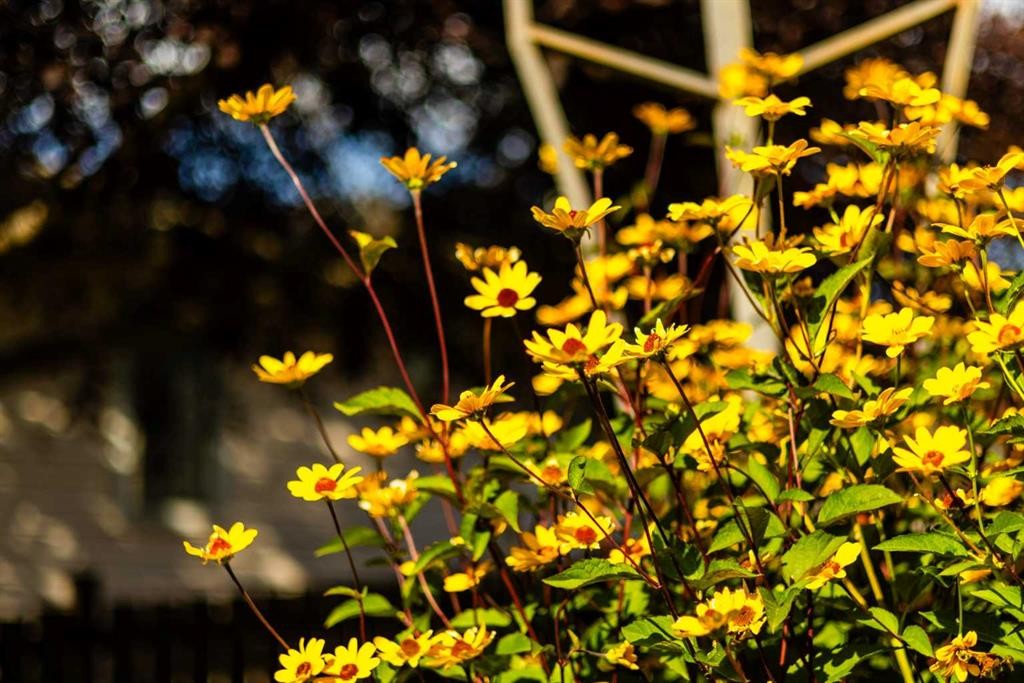 23 Whitlock Close Ne, Calgary, AB - Indoor