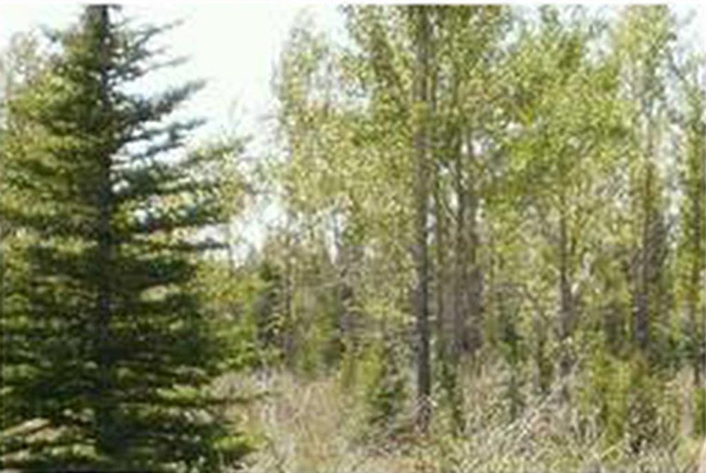 Range Road 55, Rural Mountain View County, AB