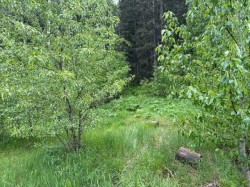 229 Mountain Lion Drive Bragg Creek, AB T0L 0K0