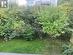 Back yard with plum and berry plants