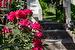 Many beautiful rose bushes on the property