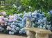 Nikko Blue & pink hydrangeas