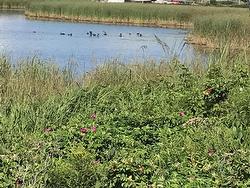 Solomon Lane  Meteghan River, NS B0W 2L0