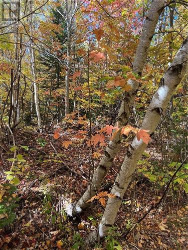 Lot Scotch Settlement Road, Irishtown, NB 