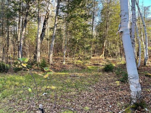 Wooded area - 1287 Ch. De Grassy Narrow, Moffet, QC - Outdoor With View