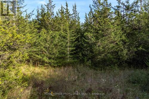 Lot 45 Sprague Road, Prince Edward County (Sophiasburgh), ON 