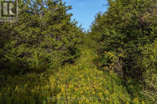 Lot 45 Sprague Road, Prince Edward County (Sophiasburgh), ON 