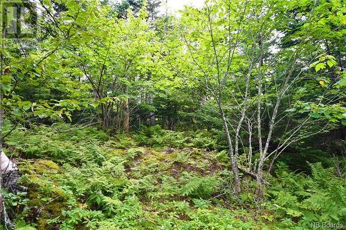 - Fundy Drive, Wilsons Beach, NB 