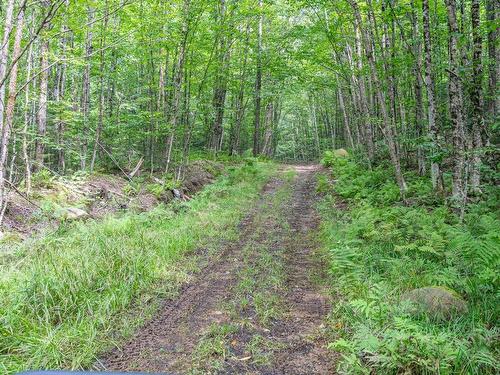Wooded area - 2295 Ch. St-Roch N., Sherbrooke (Brompton/Rock Forest/Saint-Élie/Deauville), QC - Outdoor