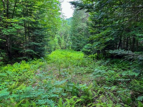 Land/Lot - Ch. De St-Adolphe, Morin-Heights, QC 