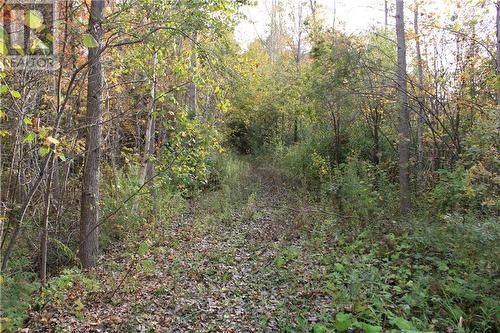 Looking west down your private laneway leading to back of lot - 2209 Jochem Road, Edwardsburgh/Cardinal, ON 