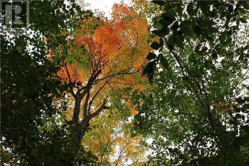 Fall colours abound! - 2209 Jochem Road, Edwardsburgh/Cardinal, ON 