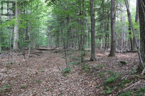 Part of private road looking southwest - 2209 Jochem Road, Edwardsburgh/Cardinal, ON 