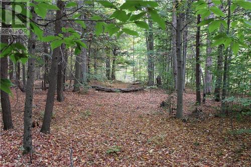 The old road at its widest point, not too far from Jochem Rd - 2209 Jochem Road, Edwardsburgh/Cardinal, ON 