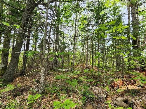 Lot 15 Charlton Road, West Springhill, NS 