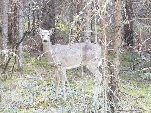 Autre - Ch. De La Nature, La Macaza, QC 