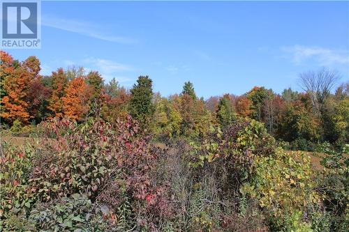 Close up of tall trees on easternmost portion of lot - Scott Road, Cardinal, ON 