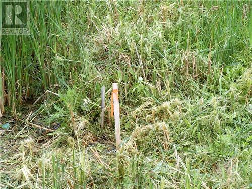Each four corners of the property has a square surveyor's pin with a wooden post with red flag like this one beside it. - Pt Lot 5 Labonte Street, Clarence Creek, ON 
