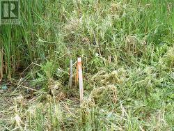 Each four corners of the property has a square surveyor's pin with a wooden post with red flag like this one beside it. - 