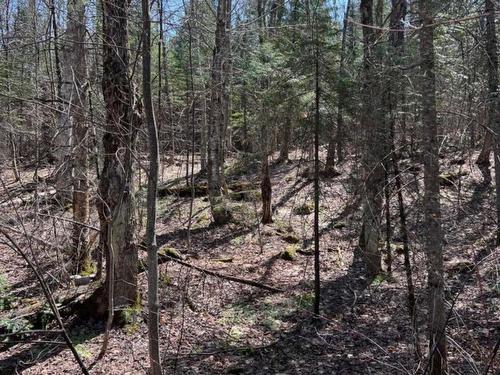 Wooded area - Ch. Du Val-Des-Monts, Saint-Adolphe-D'Howard, QC 