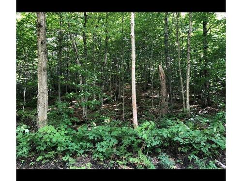 Wooded area - Ch. Du Val-Des-Monts, Saint-Adolphe-D'Howard, QC 