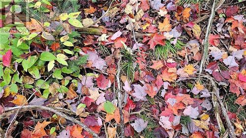 Beautiful fall colours - 00 Grant Road, Renfrew, ON 