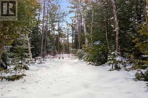 Tall pines! - Lot 41 & 42 4 Concession, Northern Bruce Peninsula, ON 