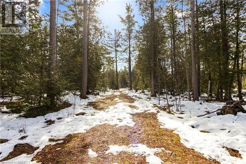 Follow the trail through the pines - Lot 41 & 42 4 Concession, Northern Bruce Peninsula, ON 