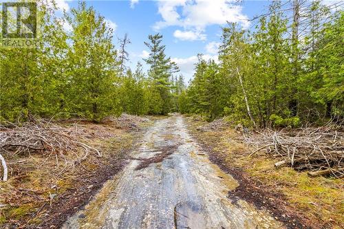 Road Allowance / Trail leading to the Property - Lot 41 & 42 4 Concession, Northern Bruce Peninsula, ON 