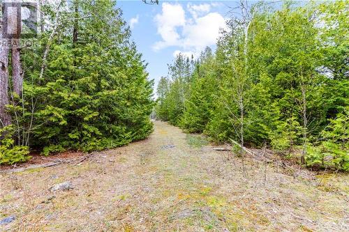 Follow the trail through the pines - Lot 41 & 42 4 Concession, Northern Bruce Peninsula, ON 