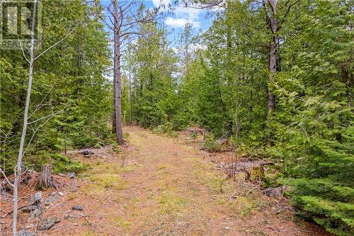 Tall pines! - Lot 41 & 42 4 Concession, Northern Bruce Peninsula, ON 