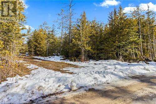 Road Allowance / Trail leading to the Property - Lot 41 & 42 4 Concession, Northern Bruce Peninsula, ON 