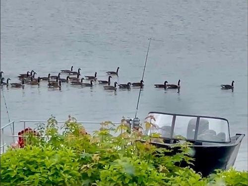 Bord de l'eau - 1830 Ch. Du Bord-Du-Lac-Lakeshore, Dorval, QC - Outdoor With Body Of Water