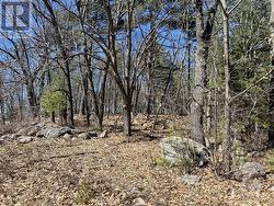 High treed portion of lot - 