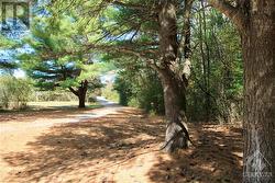 Mature tree lined laneway - 