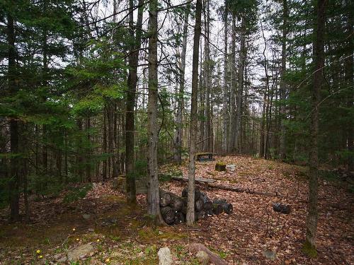 Wooded area - 36 Rue De L'Azur, Wentworth, QC - Outdoor