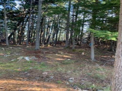 18 Acres Highway 256, West Branch, NS 