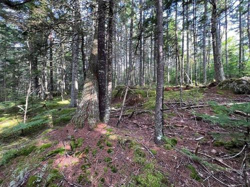 Lot 213 Pine Wood Close, Vaughan, NS 