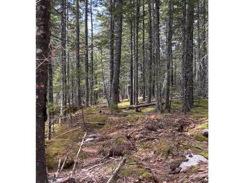 Lot 213 Pine Wood Close, Vaughan, NS 