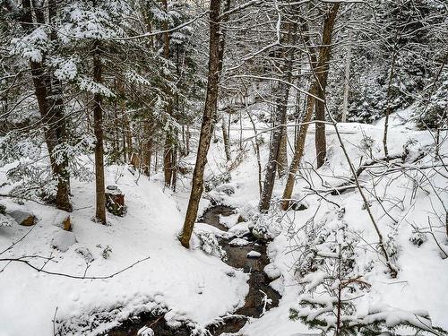 Wooded area - 3390 Rue Lachaine, Val-David, QC - Outdoor