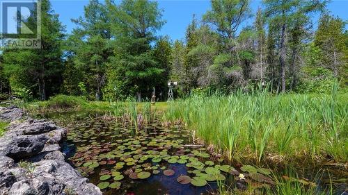 Stunning pond with lily pads and cattails - just lovely - 7 Purgatory Road, Northern Bruce Peninsula, ON - Outdoor With View
