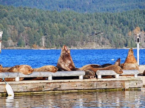 1579 Rondeault Rd, Cowichan Bay, BC - Outdoor With Body Of Water With View