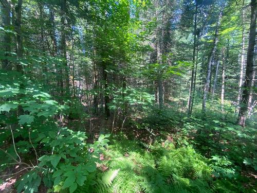 Land/Lot - Ch. De La Sauvagine, Mont-Blanc, QC 