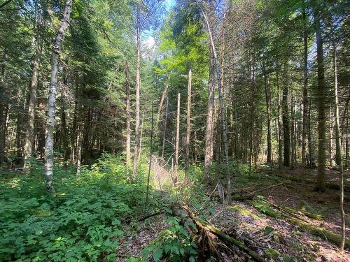 Land/Lot - Ch. De La Sauvagine, Mont-Blanc, QC 