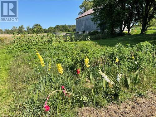 Vegetable and perennial bulb garden - 314245 Hwy 6, West Grey, ON - Outdoor