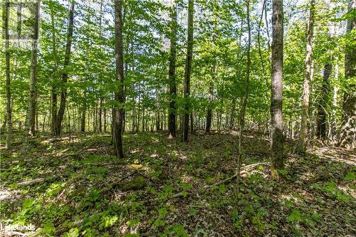 Forested Area View 2 - 1010 Calico Road, Haliburton, ON 