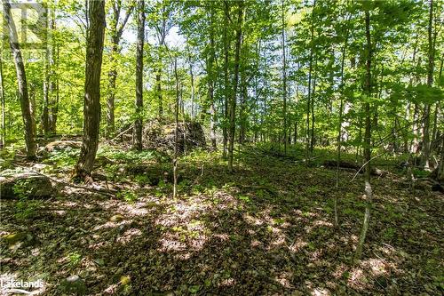 Forested Area View 3 - 1010 Calico Road, Haliburton, ON 