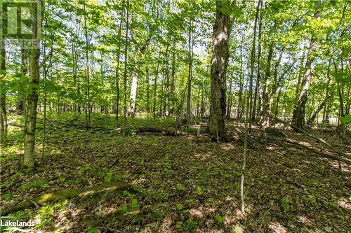 Forested Area View 4 - 1010 Calico Road, Haliburton, ON 