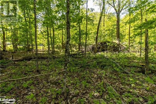 Forested Area View 5 - 1010 Calico Road, Haliburton, ON 